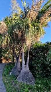 2024-01-GranCan-Jardin_de_la_Marquesa-078.jpg